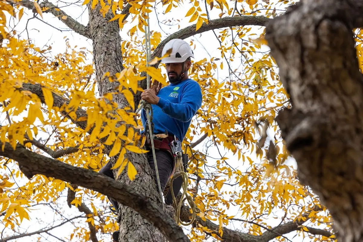 Skilled Emergency Tree Service crew working in Hampton