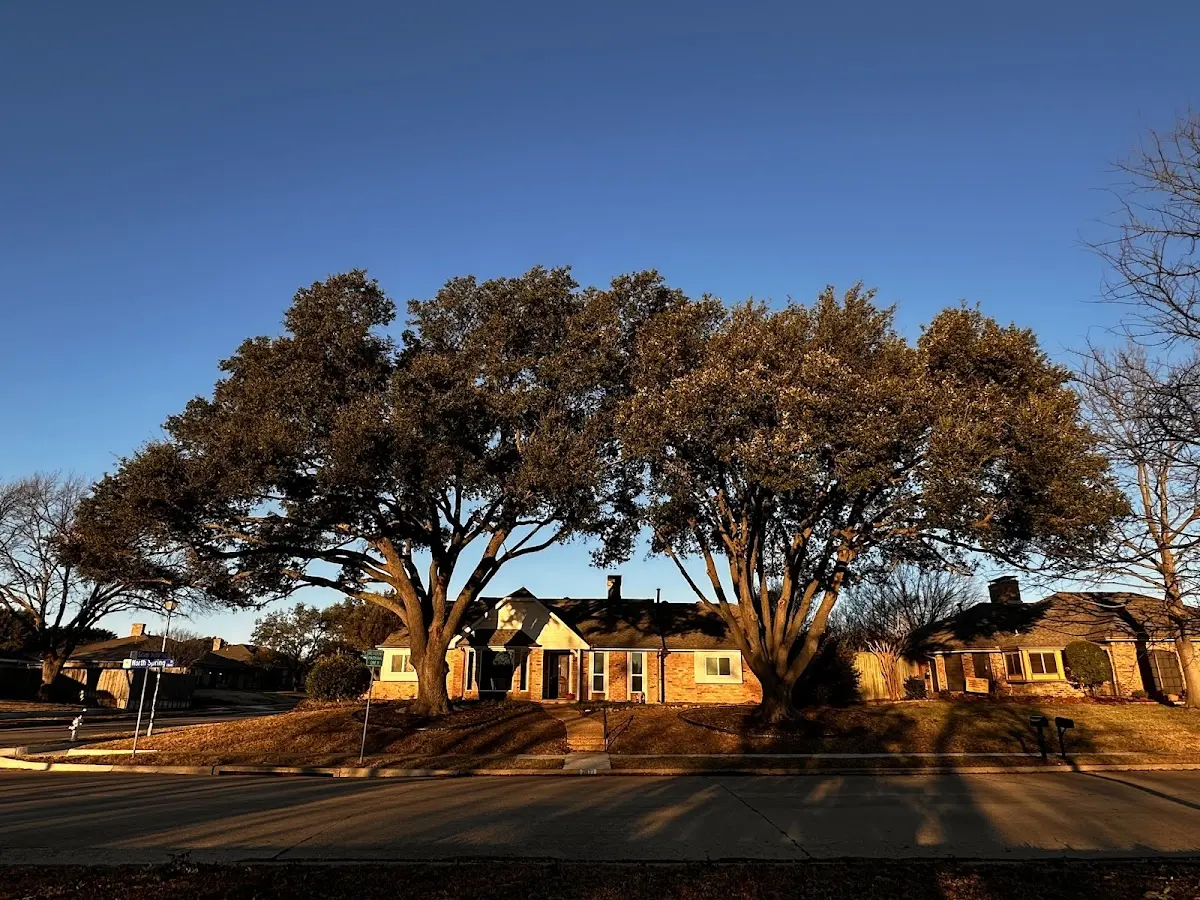 Established residential canopy tree shading a home in Hampton